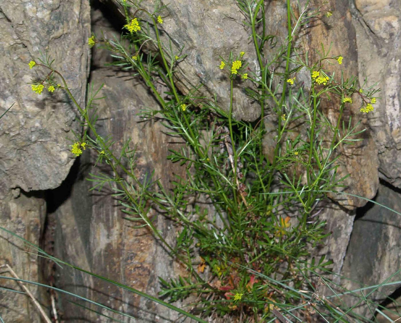 Yellow-cress, Pyrennean leaf